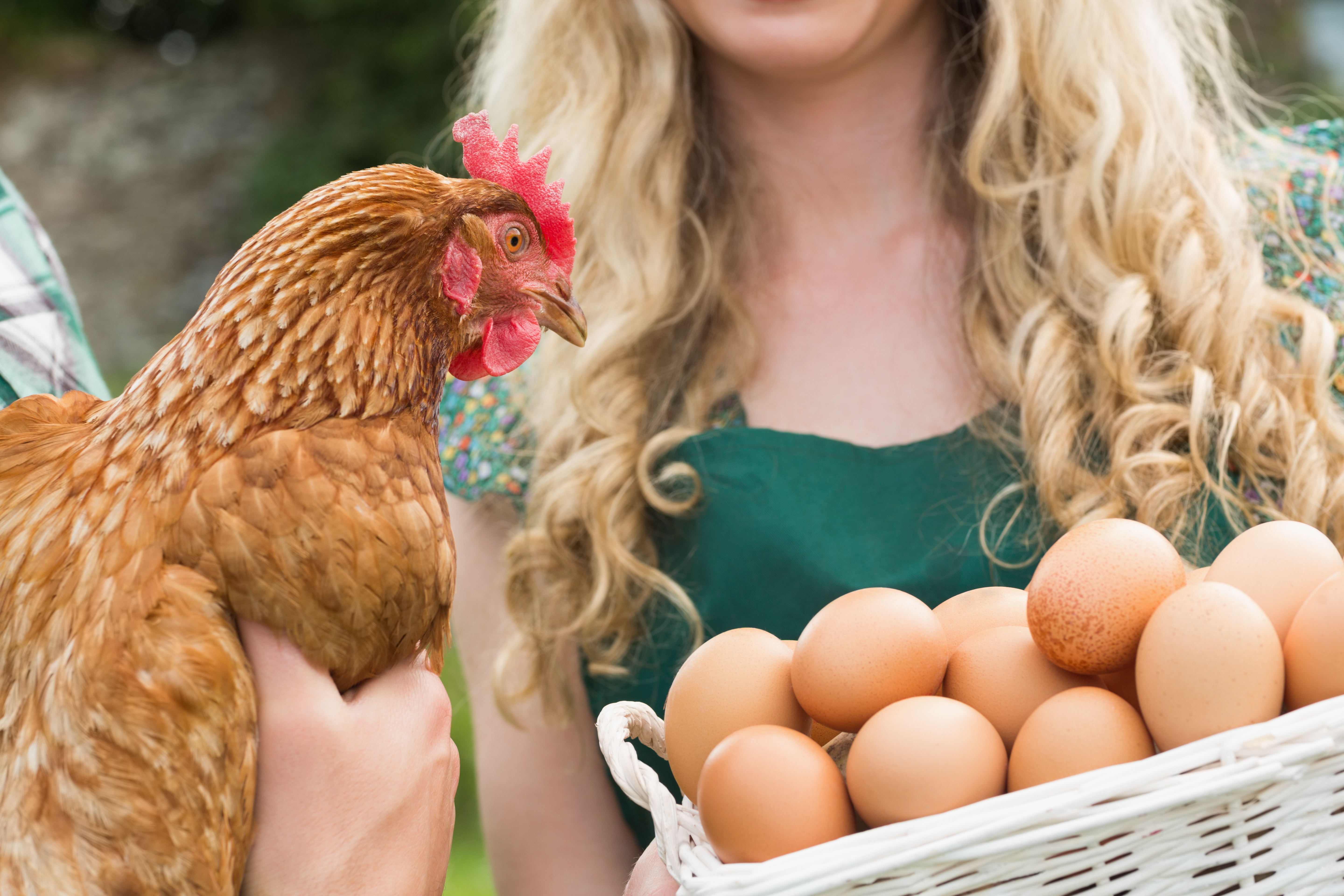 Покажи яйцо курицы. Курица. Девушка с курицей. Девушка Курочка. Красивая курица.