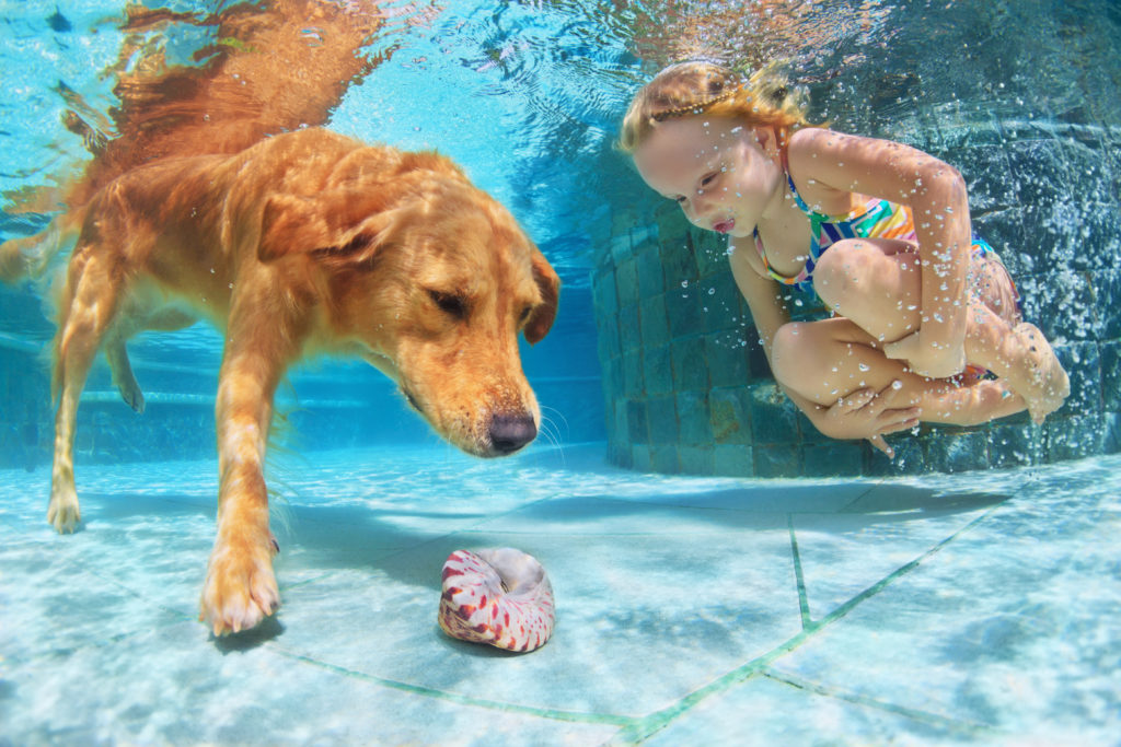 Smiley woman play with fun jump and dive Poster Reproduction of Underwater action training golden retriever puppy in swimming pool Active water games with family pet popular dog breed like 