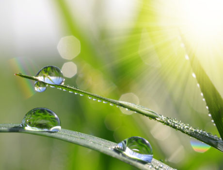 Green Grass | Water Drops | The 71 Percent | Indiana American Water