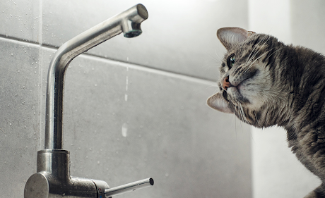 Cat watching faucet drip